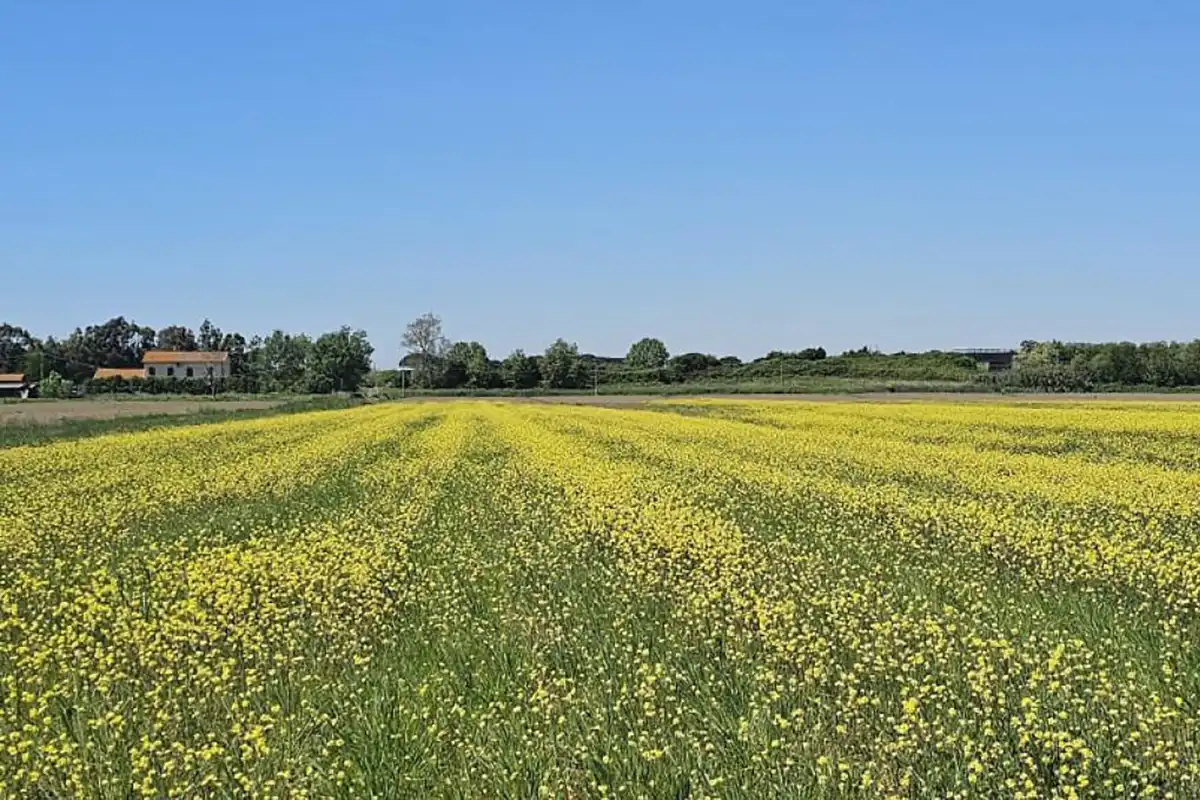Agricoltura sostenibile. Il progetto ECOWEED porta nei campi toscani il diserbo elettrico su colture erbacee